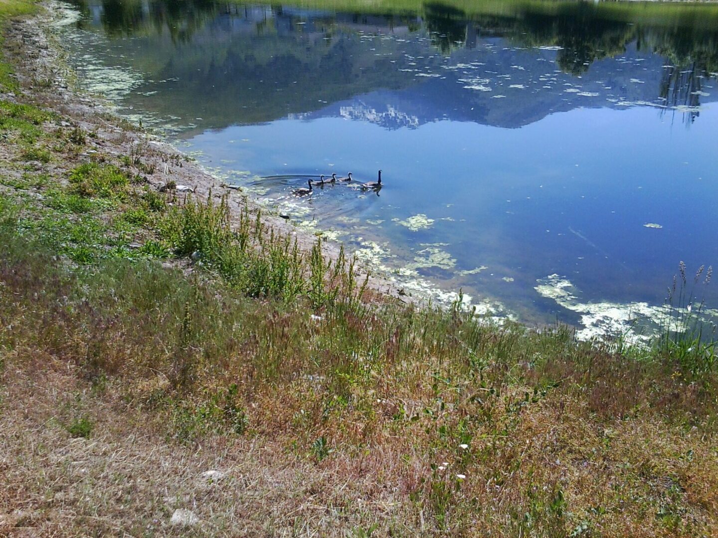 A duck swimming in the water near some grass.